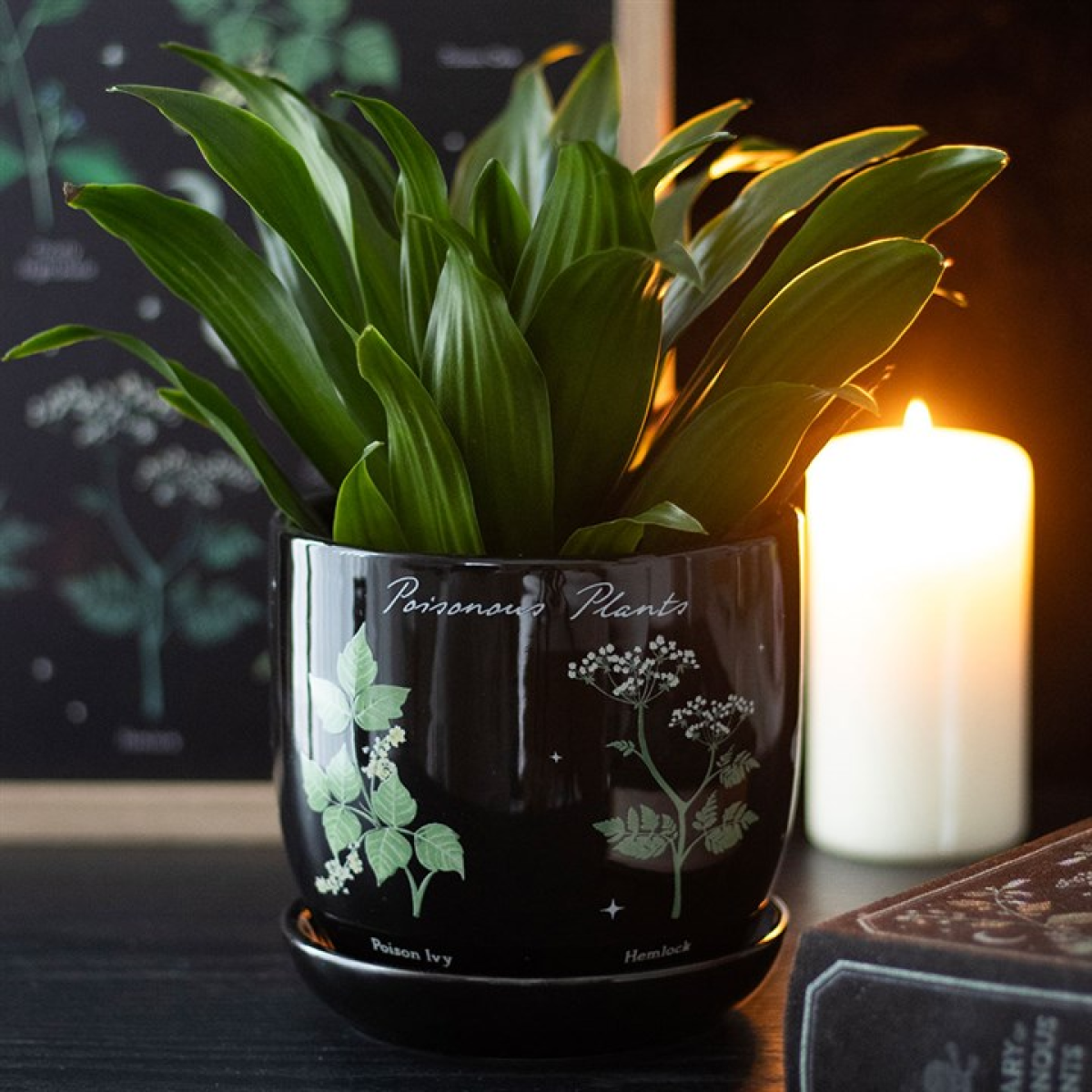Poisonous Plants Plant Pot